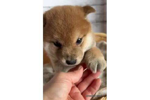 成約済の静岡県の柴犬-219001